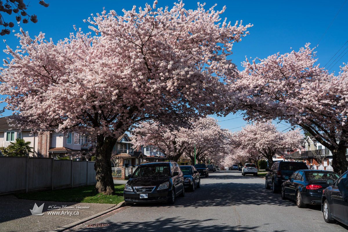 Cherry Blossoms in Vancouver 2020 - 行之舟 - Arky's Blog