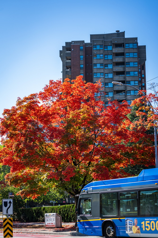 Edmonds St · 红枫与高楼 · Red maple and high-rise, Edmonds St, Burnaby — Edmonds St, Edmonds, Burnaby, BC