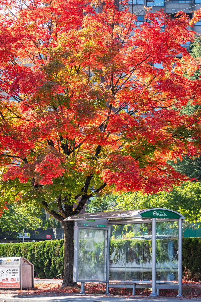 Edmonds St · 公交站旁的红枫 · Red maple by the bus stop, Edmonds St, Burnaby — Edmonds St, Edmonds, Burnaby, BC