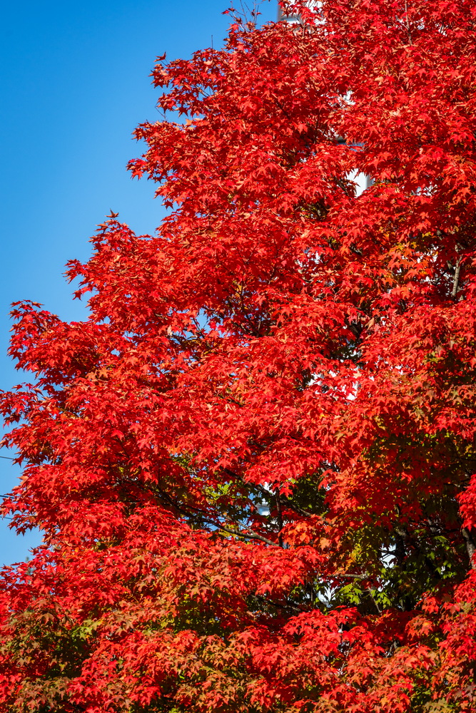 Edmonds St · 红枫细节 · Red maple close-up, Edmonds St, Burnaby — Edmonds St, Edmonds, Burnaby, BC