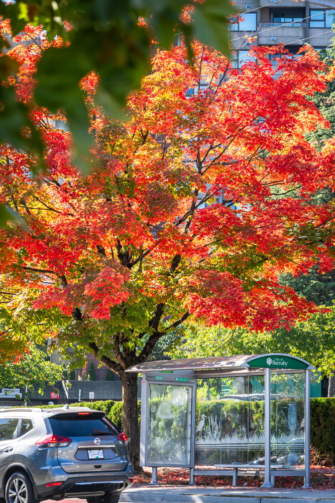Edmonds St · 公交亭与红枫 · Bus shelter under a red maple, Edmonds St, Burnaby — Edmonds St, Edmonds, Burnaby, BC