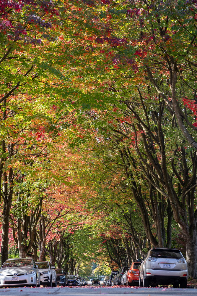 Cambridge St · 枫叶隧道 · Maple tunnel, Cambridge St, Vancouver — Cambridge St, Hastings-Sunrise, Vancouver, BC
