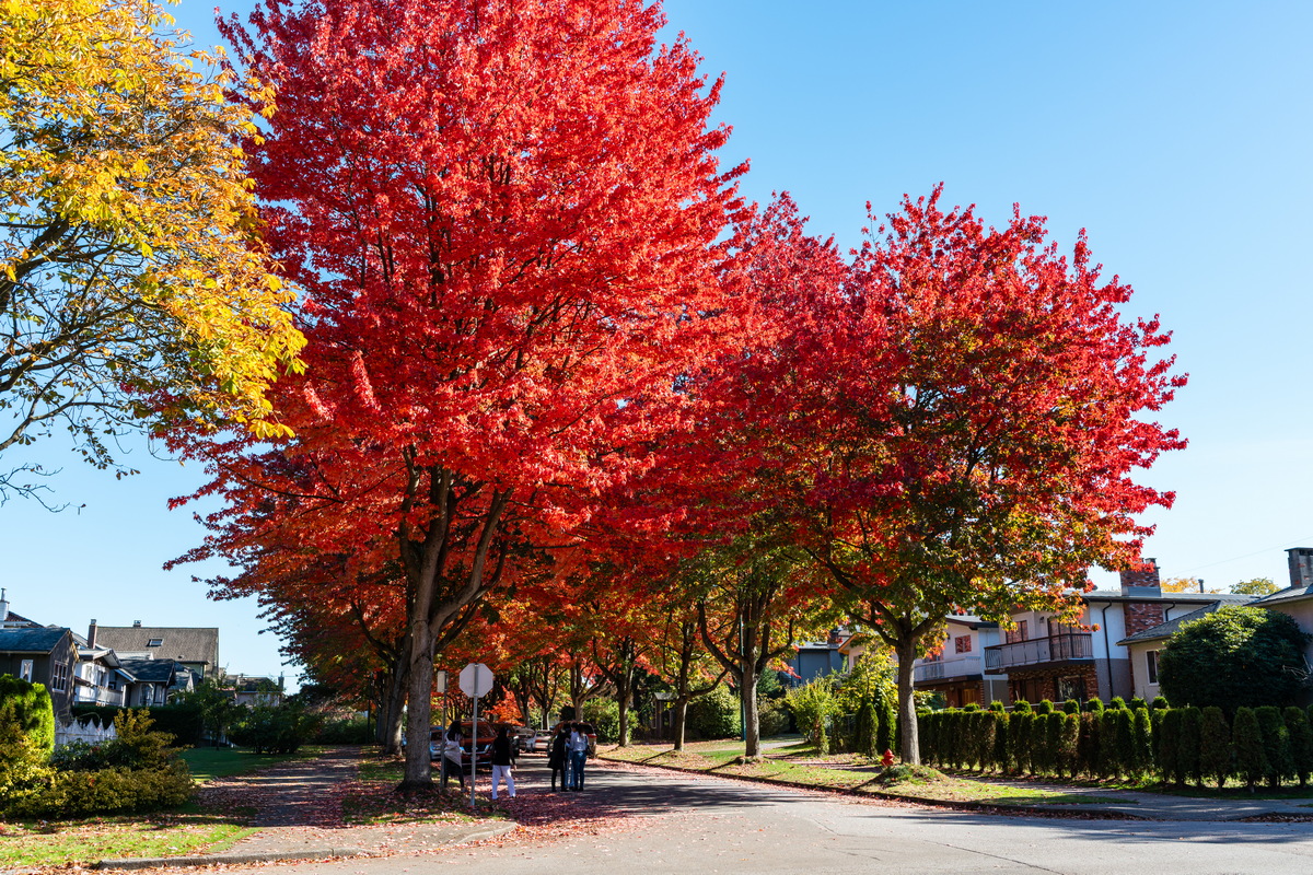 Cambridge St · 街角红枫 · Red maples on the corner, Cambridge St, Vancouver — Cambridge St, Hastings-Sunrise, Vancouver, BC