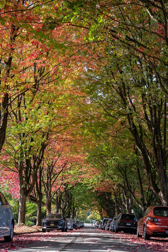 Cambridge St · 林荫街道 · Tree-lined street, Cambridge St, Vancouver — Cambridge St, Hastings-Sunrise, Vancouver, BC