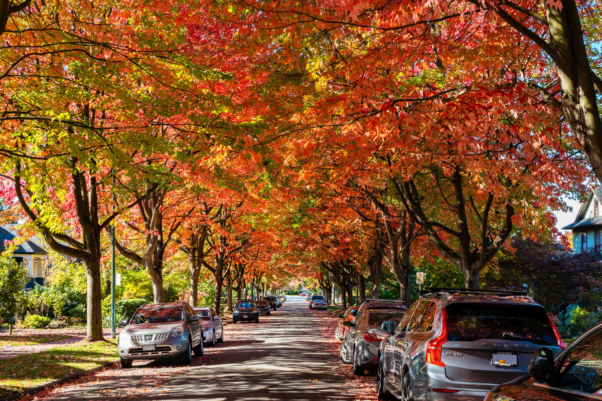 Cambridge St · 停满车的枫叶街 · Maple-lined street with parked cars, Cambridge St, Vancouver — Cambridge St, Hastings-Sunrise, Vancouver, BC
