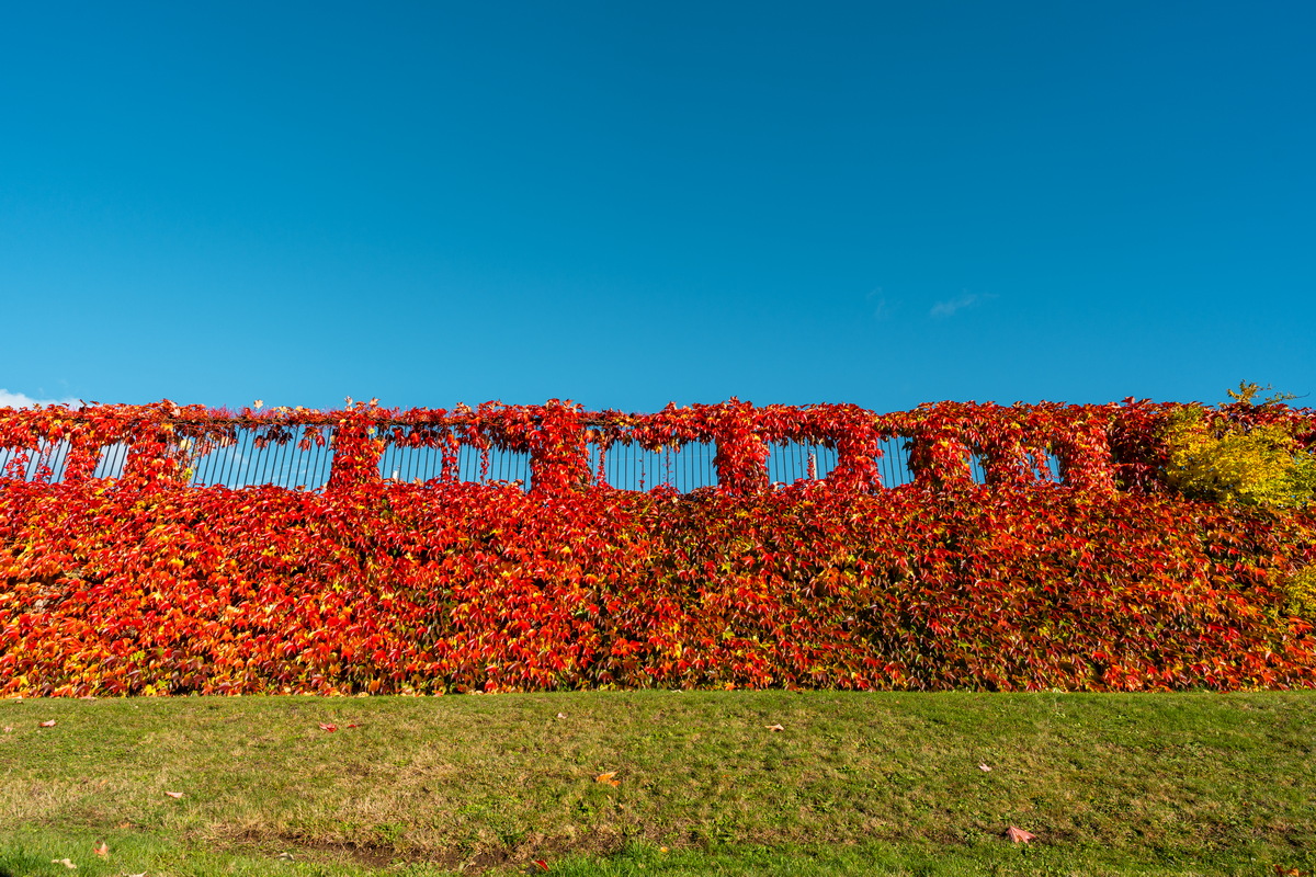 Capitol Hill · 爬满红叶的围栏 · Red vines on a fence, Capitol Hill, Burnaby — Capitol Hill Reservoir Park, Burnaby, BC