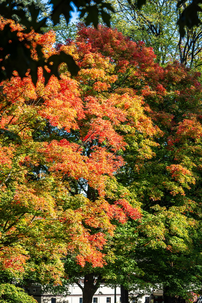 Deer Lake 公园 · 湖畔枫树 · Lakeside maples, Deer Lake Park, Burnaby — Deer Lake Park, Burnaby, BC