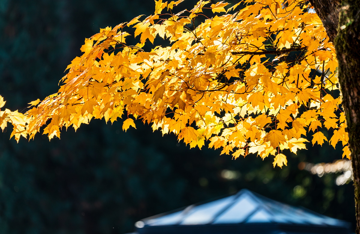 Deer Lake 公园 · 逆光金黄枫叶 · Backlit golden maple leaves, Deer Lake Park, Burnaby — Deer Lake Park, Burnaby, BC
