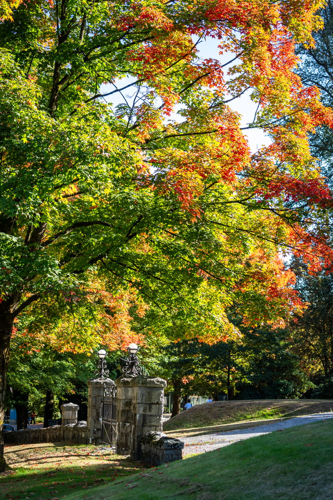 Deer Lake 公园 · 由绿转橙 · Green turning orange, Deer Lake Park, Burnaby — Deer Lake Park, Burnaby, BC