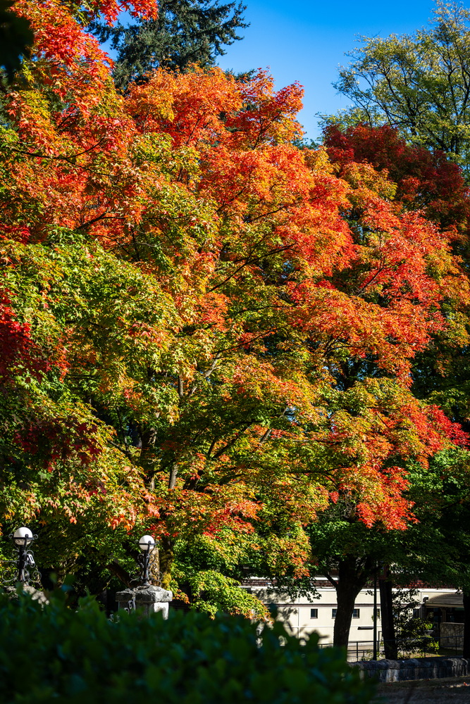 Deer Lake 公园 · 公园红枫 · Red maples in the park, Deer Lake Park, Burnaby — Deer Lake Park, Burnaby, BC