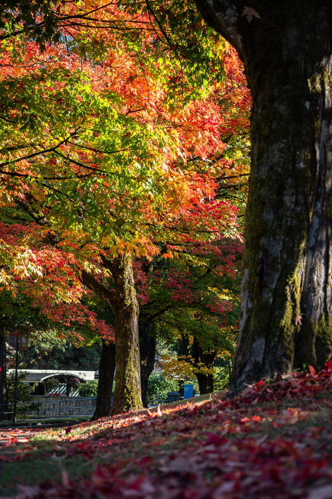 Deer Lake 公园 · 大树下的秋色 · Autumn colour under big trees, Deer Lake Park, Burnaby — Deer Lake Park, Burnaby, BC