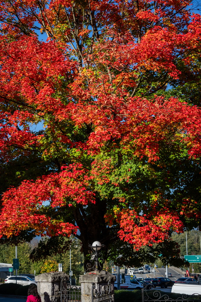 Deer Lake 公园 · 火红的枫树 · Fiery red maple, Deer Lake Park, Burnaby — Deer Lake Park, Burnaby, BC