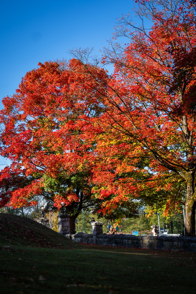 Deer Lake 公园 · 红枫与蓝天 · Red maple against blue sky, Deer Lake Park, Burnaby — Deer Lake Park, Burnaby, BC
