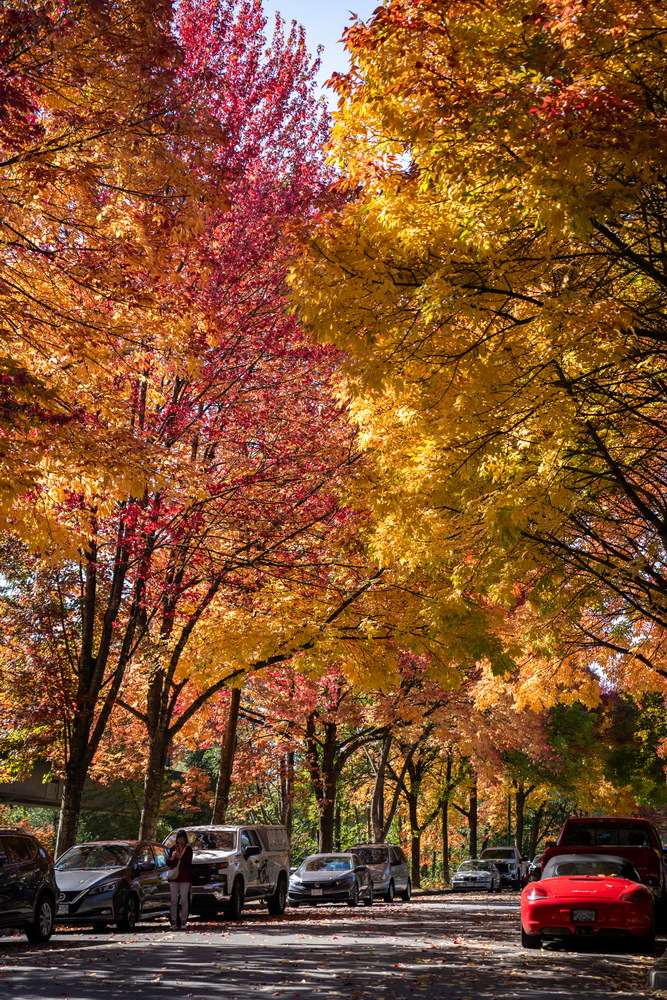 Prenter St · 林荫道 · Tree-lined avenue, Prenter St, Burnaby — Prenter St & Magnolia Terrace, Edmonds, Burnaby, BC