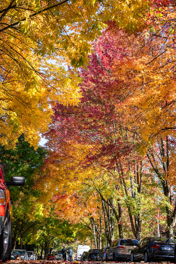 Prenter St · 黄红交织 · Yellow and red canopy, Prenter St, Burnaby — Prenter St & Magnolia Terrace, Edmonds, Burnaby, BC