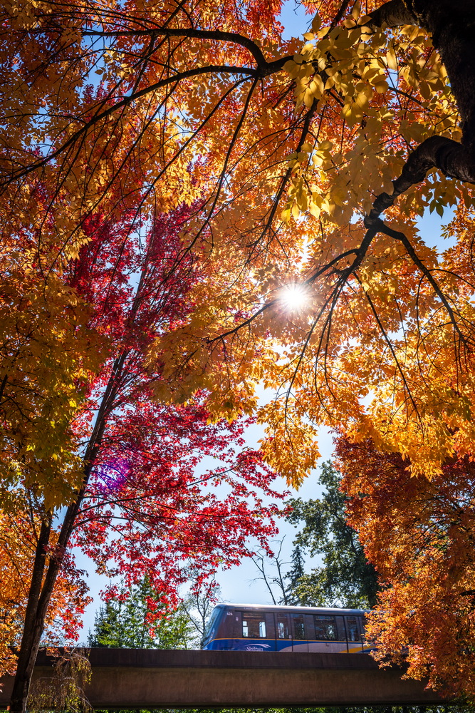 Prenter St · 仰望树冠 · Looking up into the canopy, Prenter St, Burnaby — Prenter St & Magnolia Terrace, Edmonds, Burnaby, BC