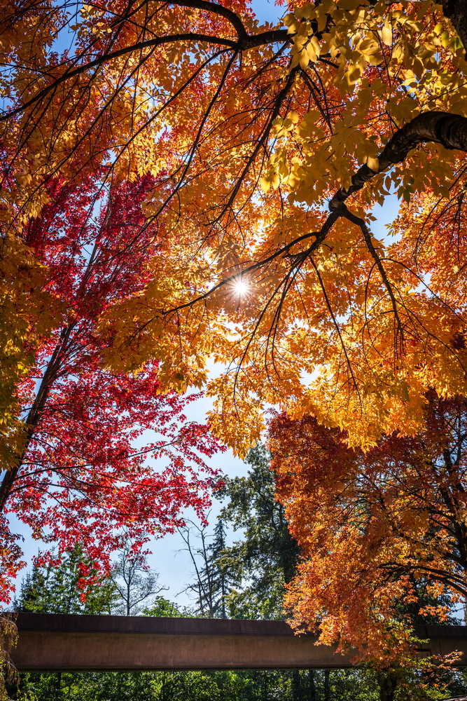 Prenter St · 树冠里的阳光 · Sun through the canopy, Prenter St, Burnaby — Prenter St & Magnolia Terrace, Edmonds, Burnaby, BC