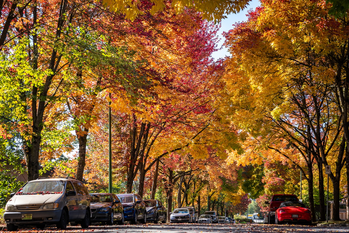 Prenter St · 枫叶街道 · Maple-lined street, Prenter St, Burnaby — Prenter St & Magnolia Terrace, Edmonds, Burnaby, BC