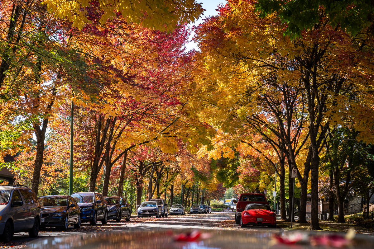 Prenter St · 枫叶隧道 · Maple tunnel, Prenter St, Burnaby — Prenter St & Magnolia Terrace, Edmonds, Burnaby, BC