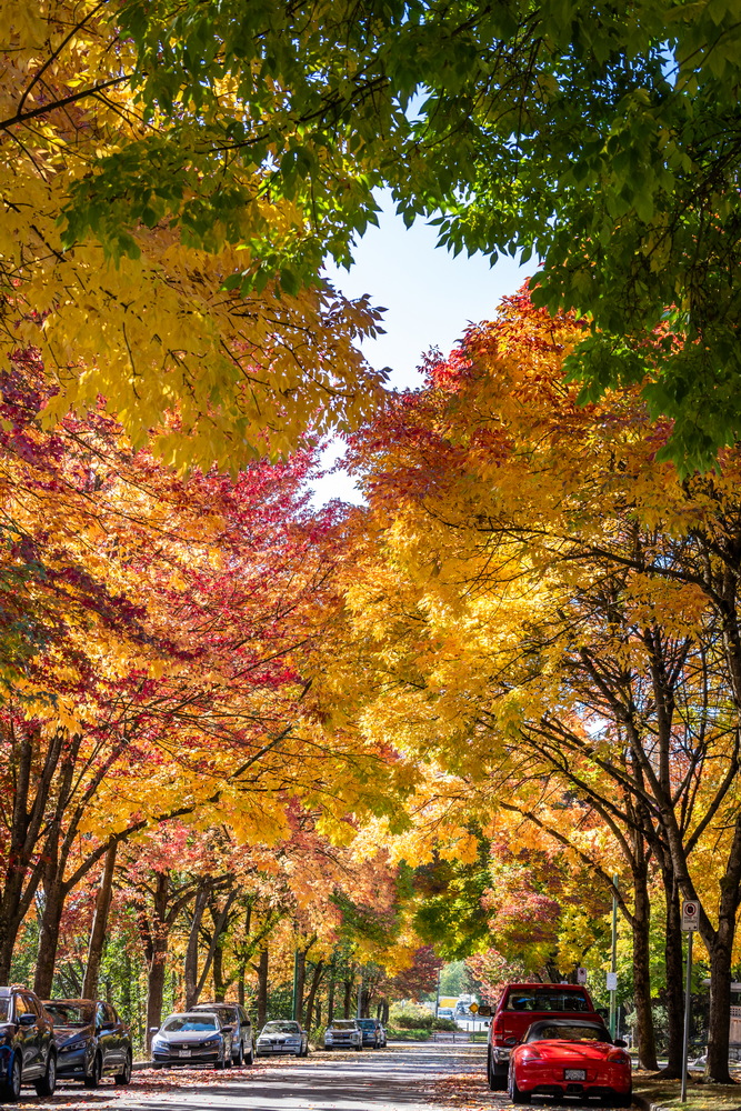 Prenter St · 仰拍树冠 · Canopy from below, Prenter St, Burnaby — Prenter St & Magnolia Terrace, Edmonds, Burnaby, BC