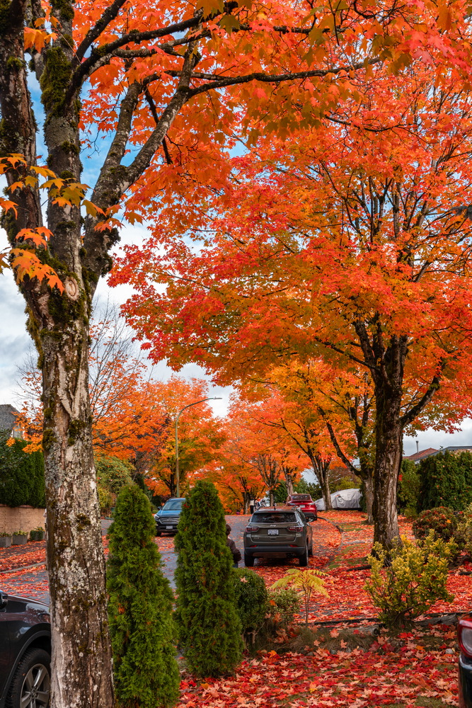 Tyndale Crescent · 橙色枫树与落叶 · Orange maples and fallen leaves, Tyndale Crescent, Burnaby — Tyndale Crescent, Lake City, Burnaby, BC