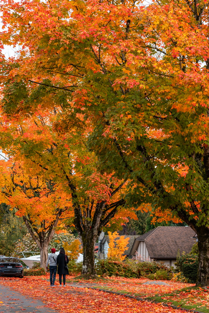 Tyndale Crescent · 民居前的枫树 · Maples in front of houses, Tyndale Crescent, Burnaby — Tyndale Crescent, Lake City, Burnaby, BC