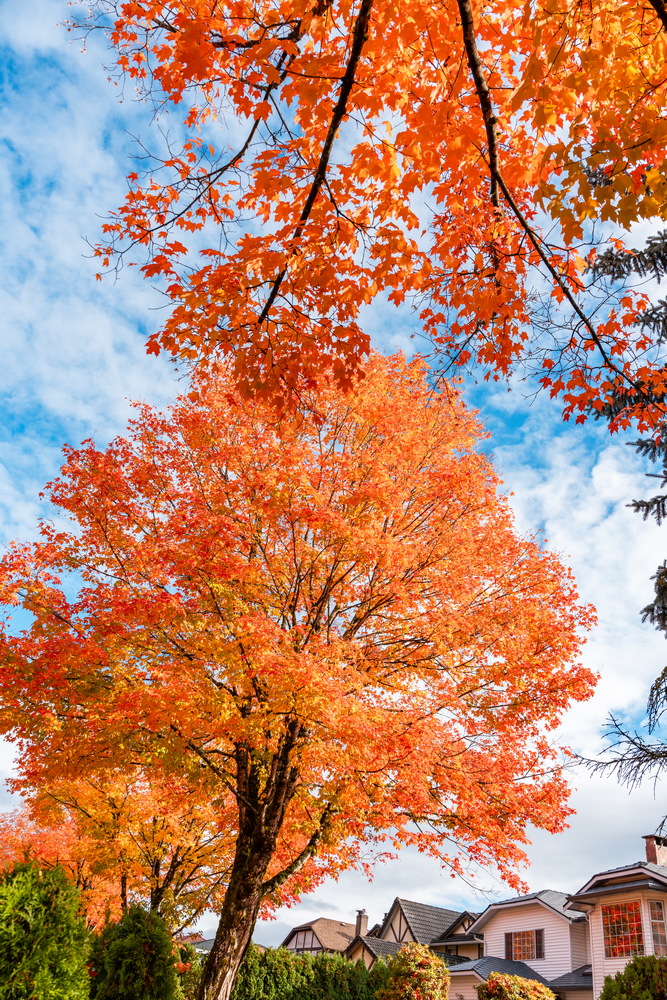 Tyndale Crescent · 仰望橙色树冠 · Looking up at orange maples, Tyndale Crescent, Burnaby — Tyndale Crescent, Lake City, Burnaby, BC