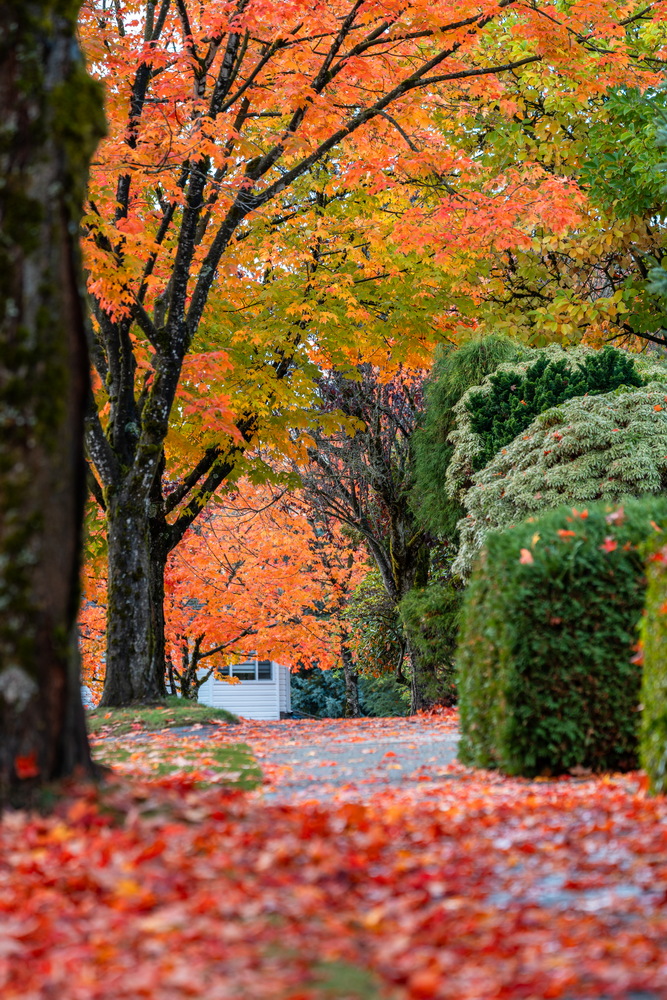 Tyndale Crescent · 落叶小径 · Leaf-covered sidewalk, Tyndale Crescent, Burnaby — Tyndale Crescent, Lake City, Burnaby, BC