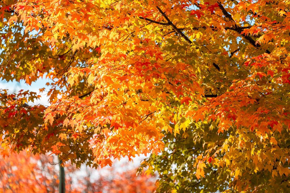 Tyndale Crescent · 长焦橙色枫叶 · Orange maple leaves, telephoto, Tyndale Crescent, Burnaby — Tyndale Crescent, Lake City, Burnaby, BC