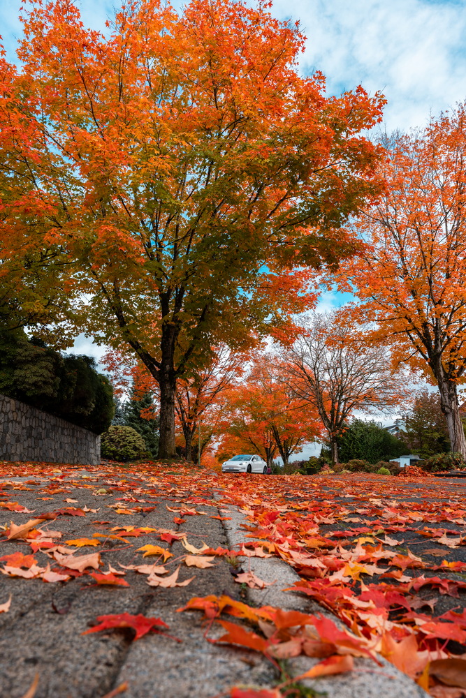 Tyndale Crescent · 满地落叶 · Fallen leaves on the street, Tyndale Crescent, Burnaby — Tyndale Crescent, Lake City, Burnaby, BC