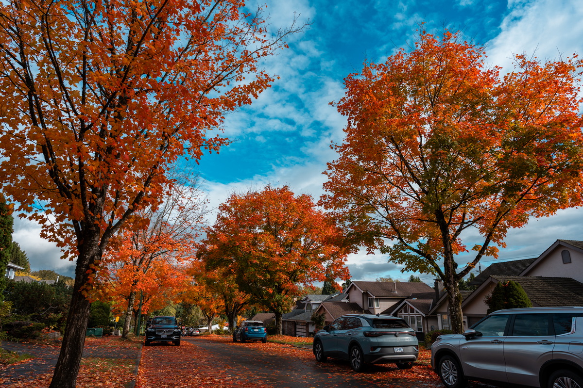 Tyndale Crescent · 街区秋色 · Neighbourhood in autumn, Tyndale Crescent, Burnaby — Tyndale Crescent, Lake City, Burnaby, BC