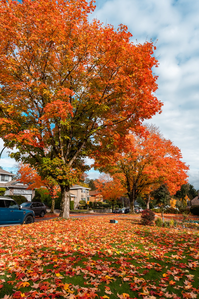 Tyndale Crescent · 橙色枫树 · Orange maples, Tyndale Crescent, Burnaby — Tyndale Crescent, Lake City, Burnaby, BC