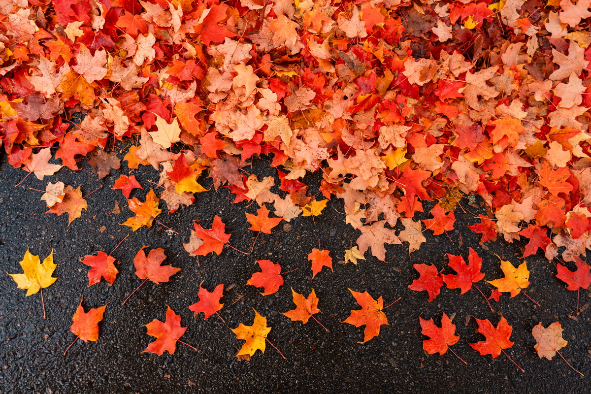 Tyndale Crescent · 柏油路上的落叶 · Maple leaves on asphalt, Tyndale Crescent, Burnaby — Tyndale Crescent, Lake City, Burnaby, BC
