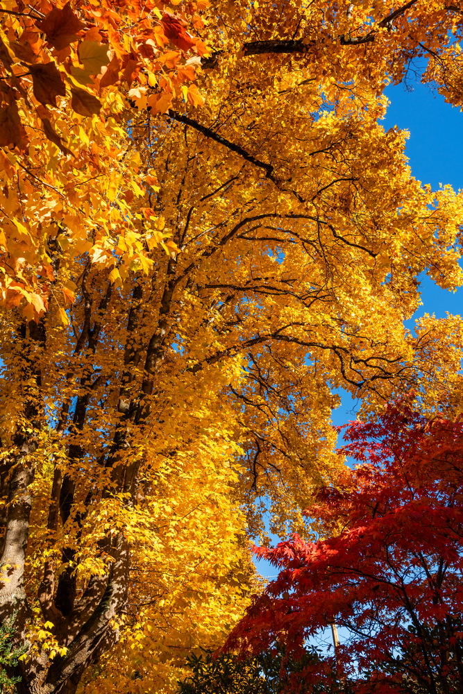 W 10th Ave · 仰拍金叶 · Golden leaves from below, W 10th Ave, Vancouver — W 10th Ave, Vancouver, BC