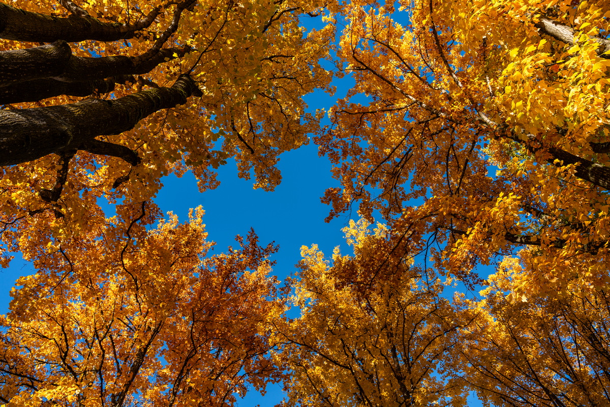W 10th Ave · 蓝天下的金叶 · Golden leaves against blue sky, W 10th Ave, Vancouver — W 10th Ave, Vancouver, BC