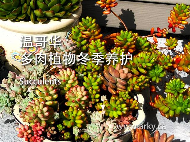 温哥华多肉植物冬季养护