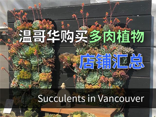 加拿大温哥华购买多肉植物的苗圃推荐-温哥华花卉市场地图