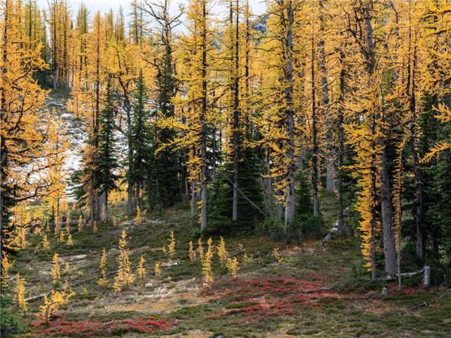 Frosty Mountain larches in Manning Park