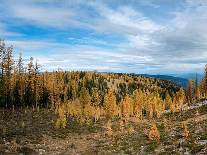 Frosty Mountain larches in Manning Park