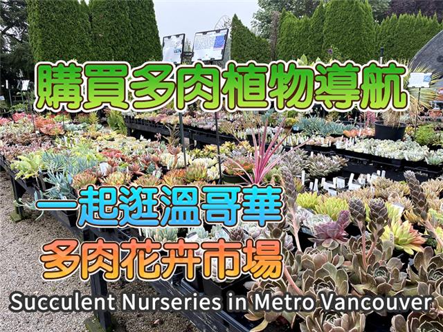 跟我们一起逛温哥华多肉植物花卉市场